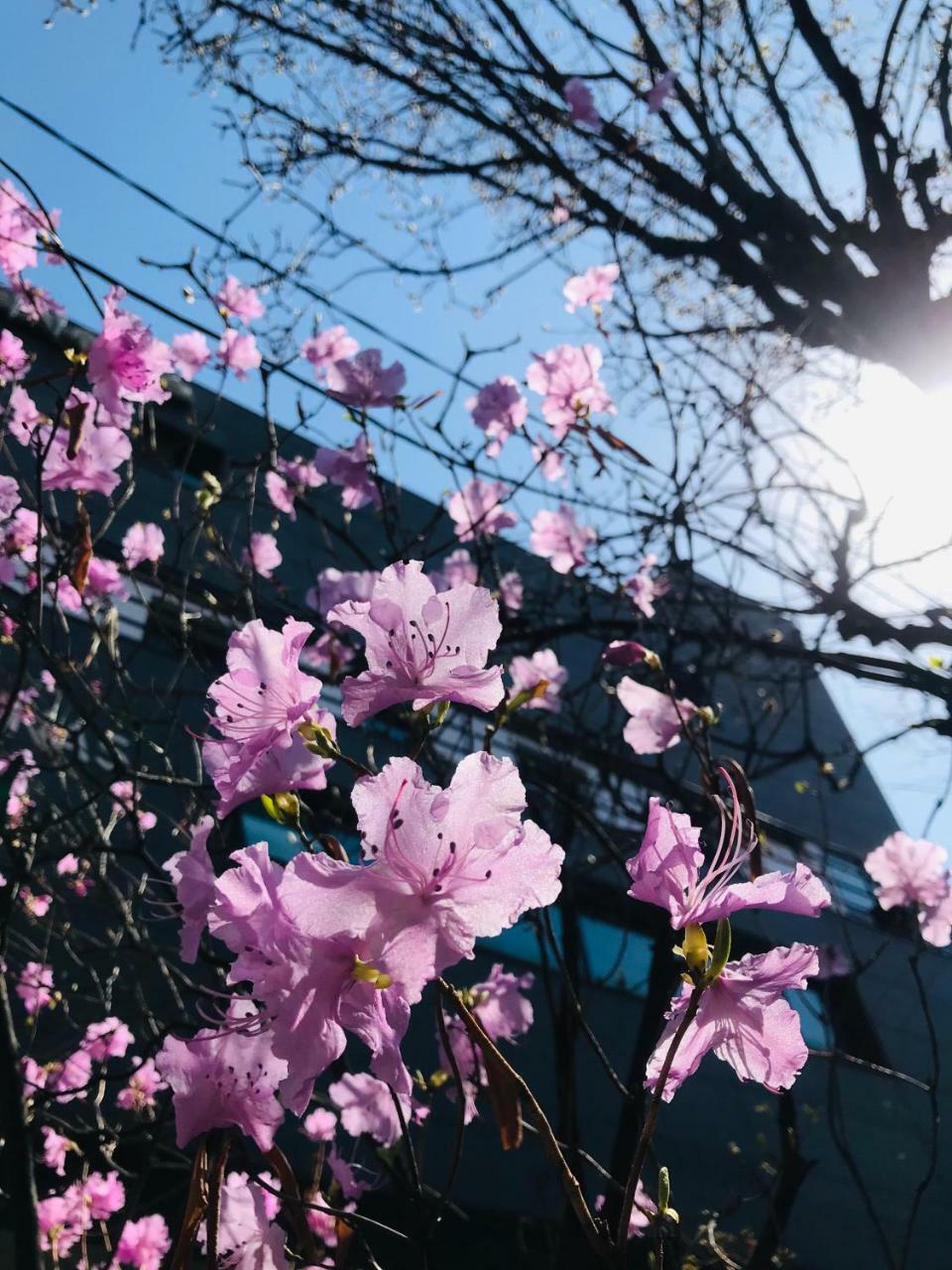 Naru Guesthouse Seul Dış mekan fotoğraf